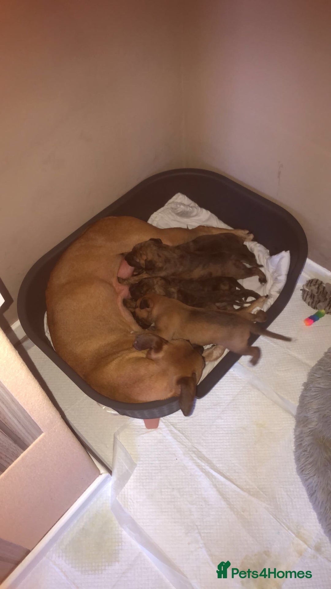 Mixed Breed dogs for sale: Lurcher/greyhound puppies - Image 13