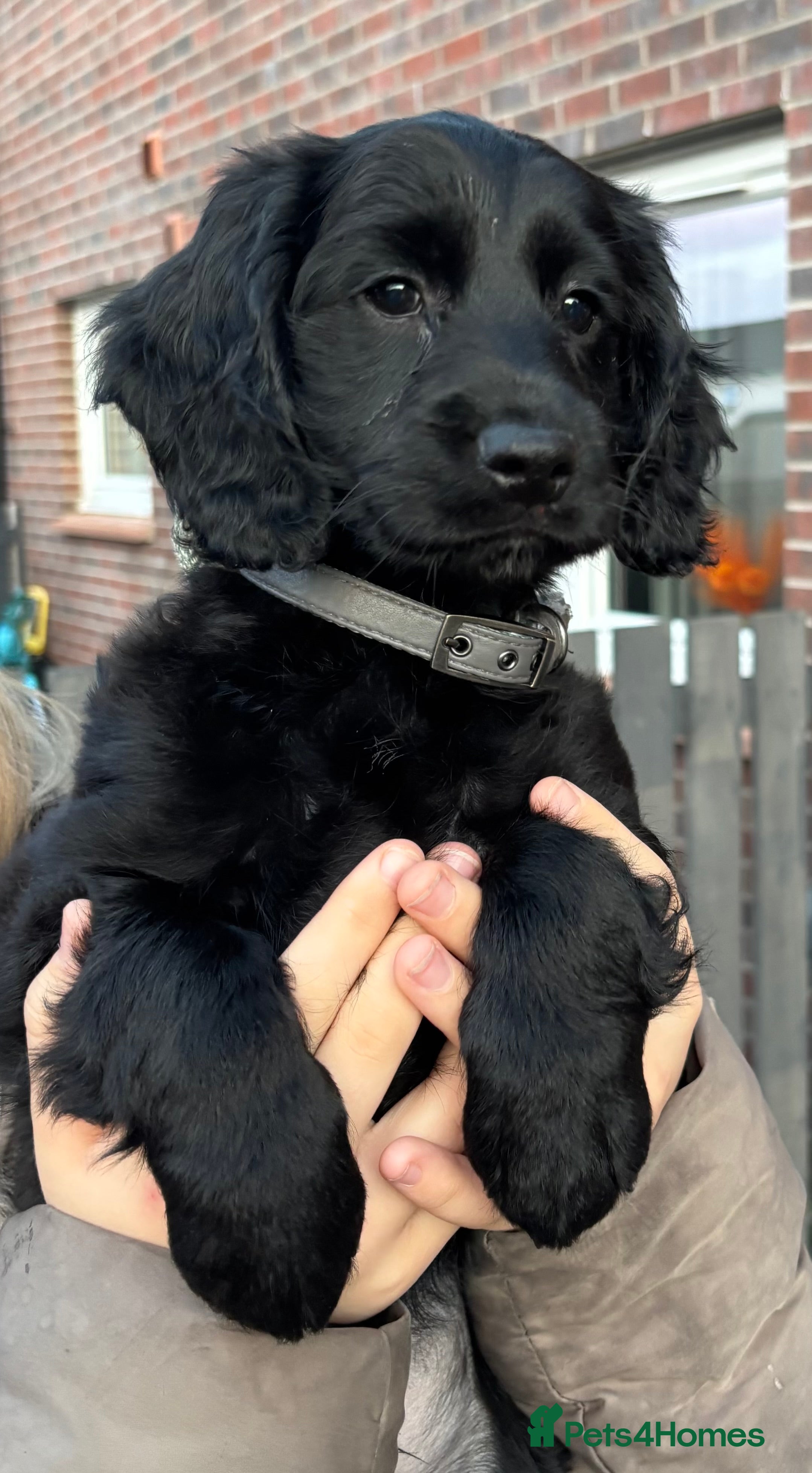 Cockapoo dogs 🐾 Gorgeous COCKAPOO PUPPY 🐾 - Advert 6