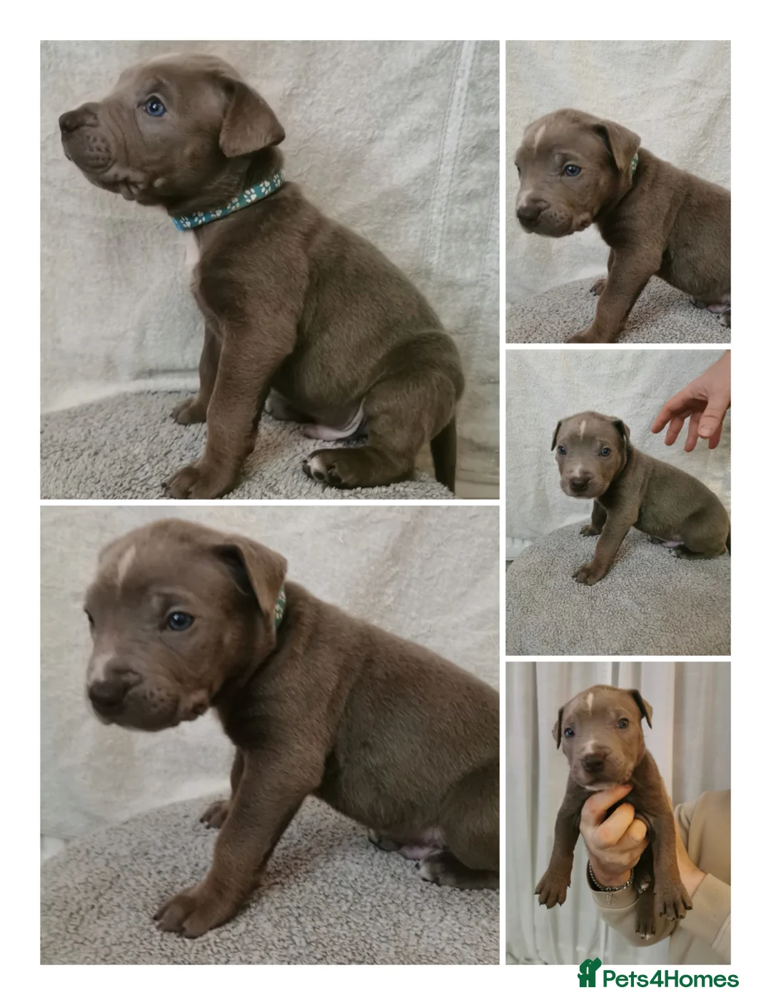 Cane Corso dogs for sale: Cane corso puppies - Advert 18