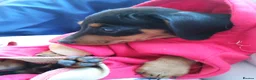 Miniature Dachshund dogs for sale:  boy dachshund Puppie ready to leave  - Advert 17