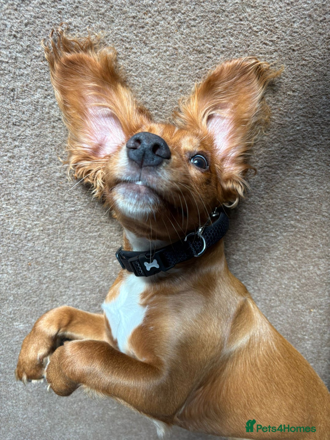 Cocker Spaniel dogs for sale: Rehoming - Advert 3