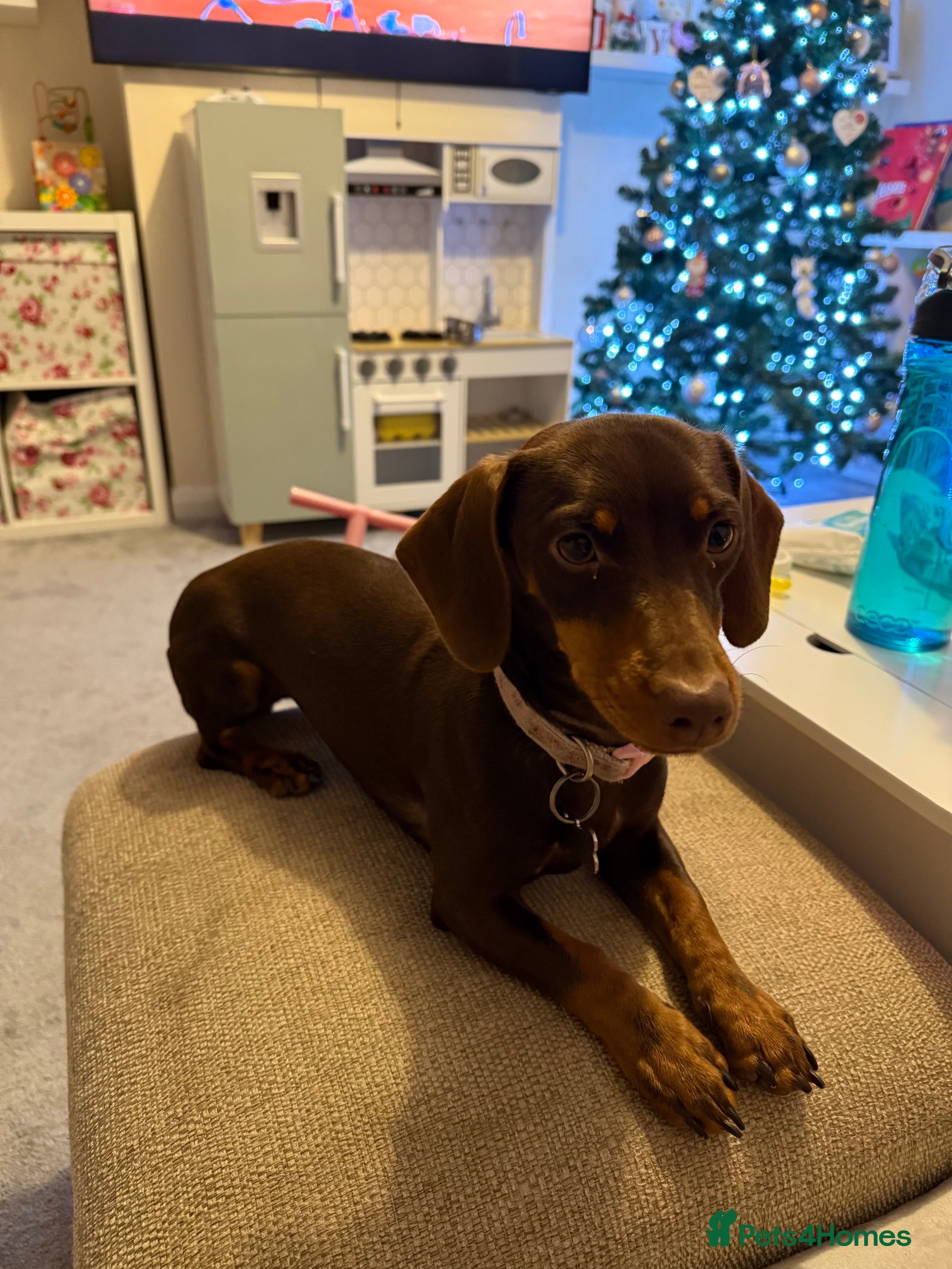 Mixed Breed dogs Chocolate Brown Dachshund Cross Jack Russell Puppy - Advert 4