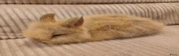 Mixed Breed rabbits for sale: Double Maned Lion Lops in Poulton-le-Fylde - Advert 5