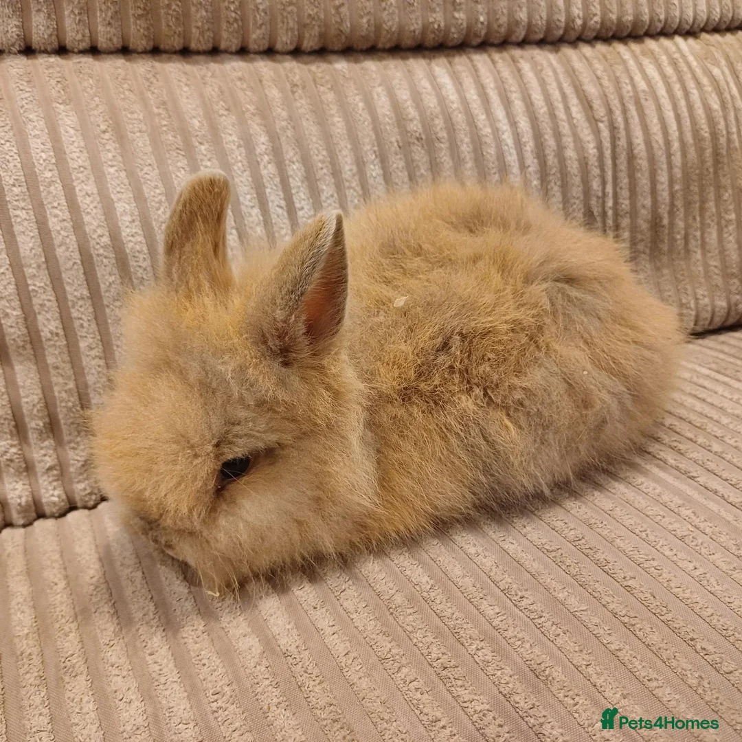 Mixed Breed rabbits for sale: Double Maned Lion Lops in Poulton-le-Fylde - Advert 5
