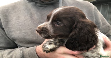 Cocker Spaniel dogs Fantastic litter of cocker spaniels - Advert 15