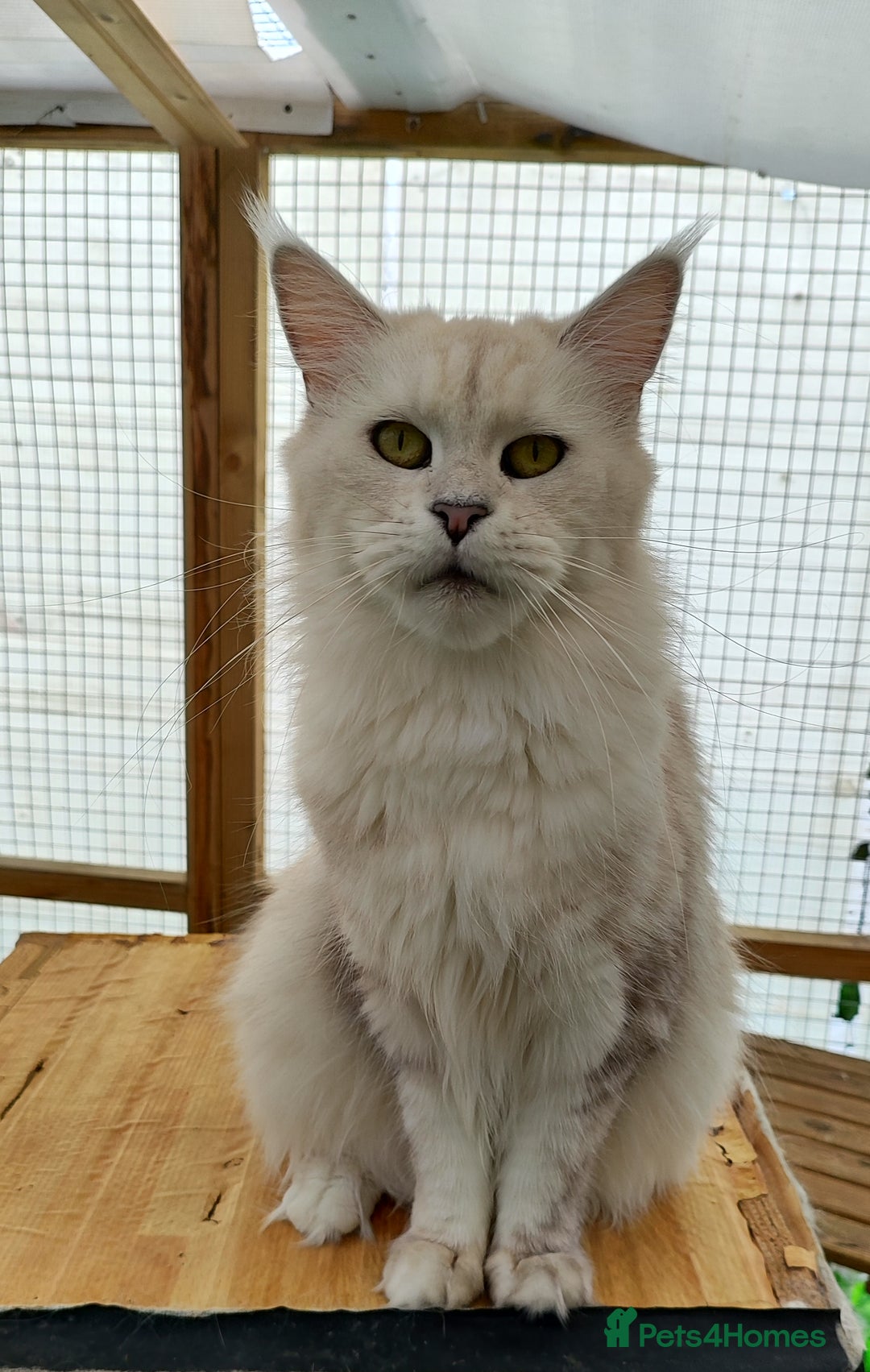 Maine Coon cats for sale: Beautiful NEUTERED girl XXL - Image 6