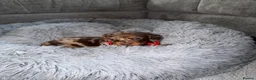 Miniature Dachshund dogs for sale: Miniature dachshunds for sale in Chesterfield - Advert 6