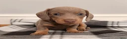 Miniature Dachshund dogs for sale: Beautiful litter of miniature dachshund puppies. - Advert 10
