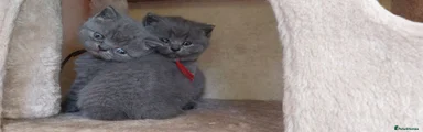 British Shorthair R