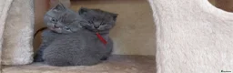 British Shorthair cats for sale: Pure Blue British Shorthair Kittens  - Advert 37