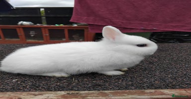 Netherland Dwarf rabbits - Advert 2