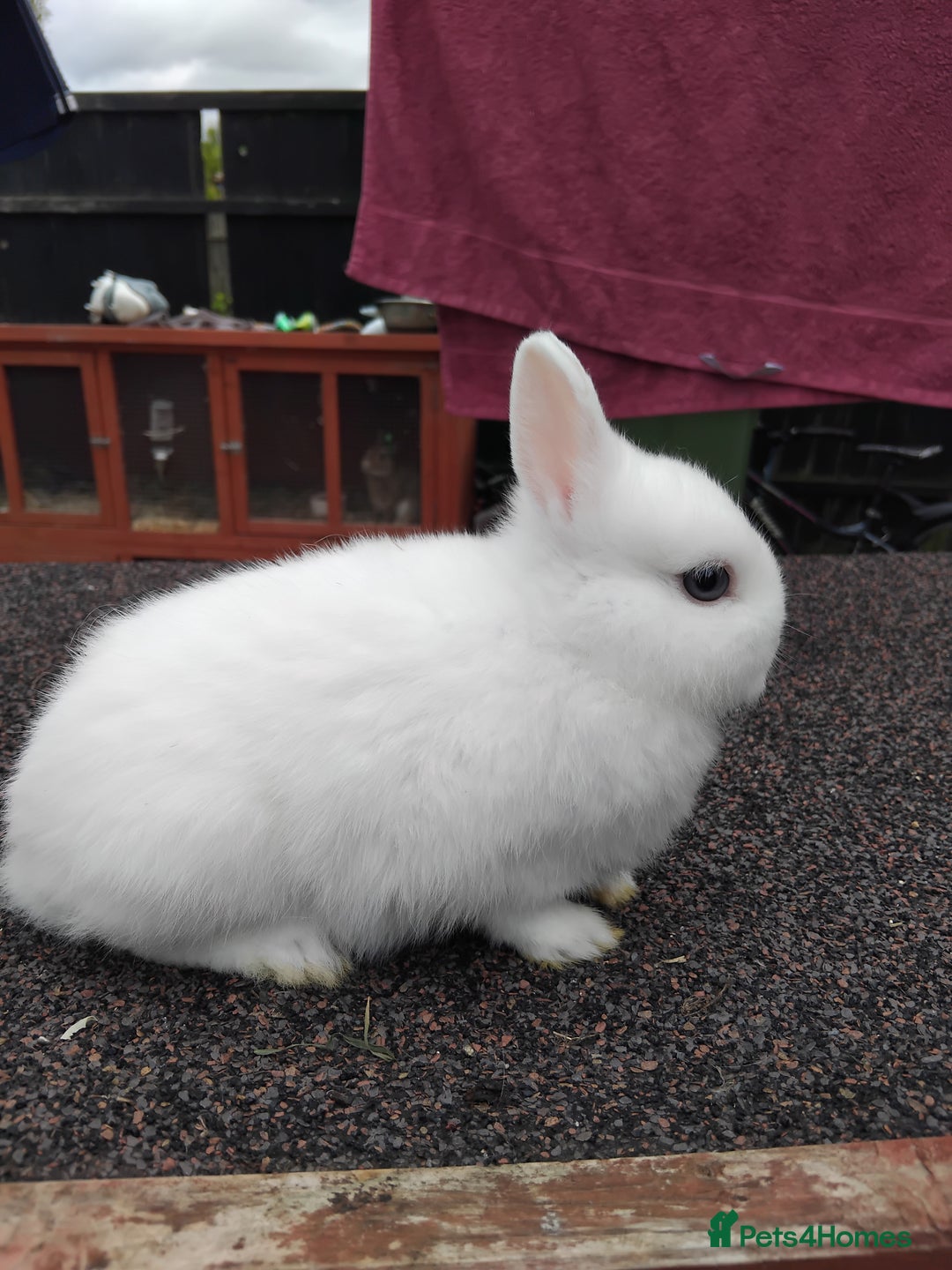 Netherland Dwarf rabbits for sale: Netherland dwarf rabbits  - Image 3
