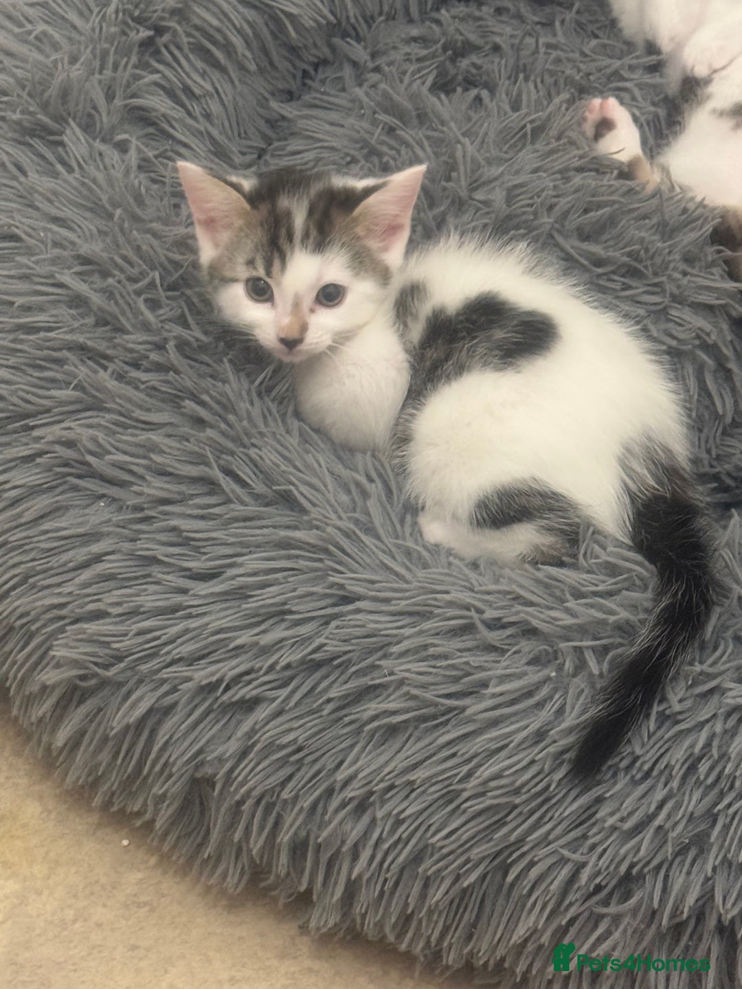 Domestic Shorthair cats for sale: Unique & Precious Kittens Seeking Forever Homes - Image 24