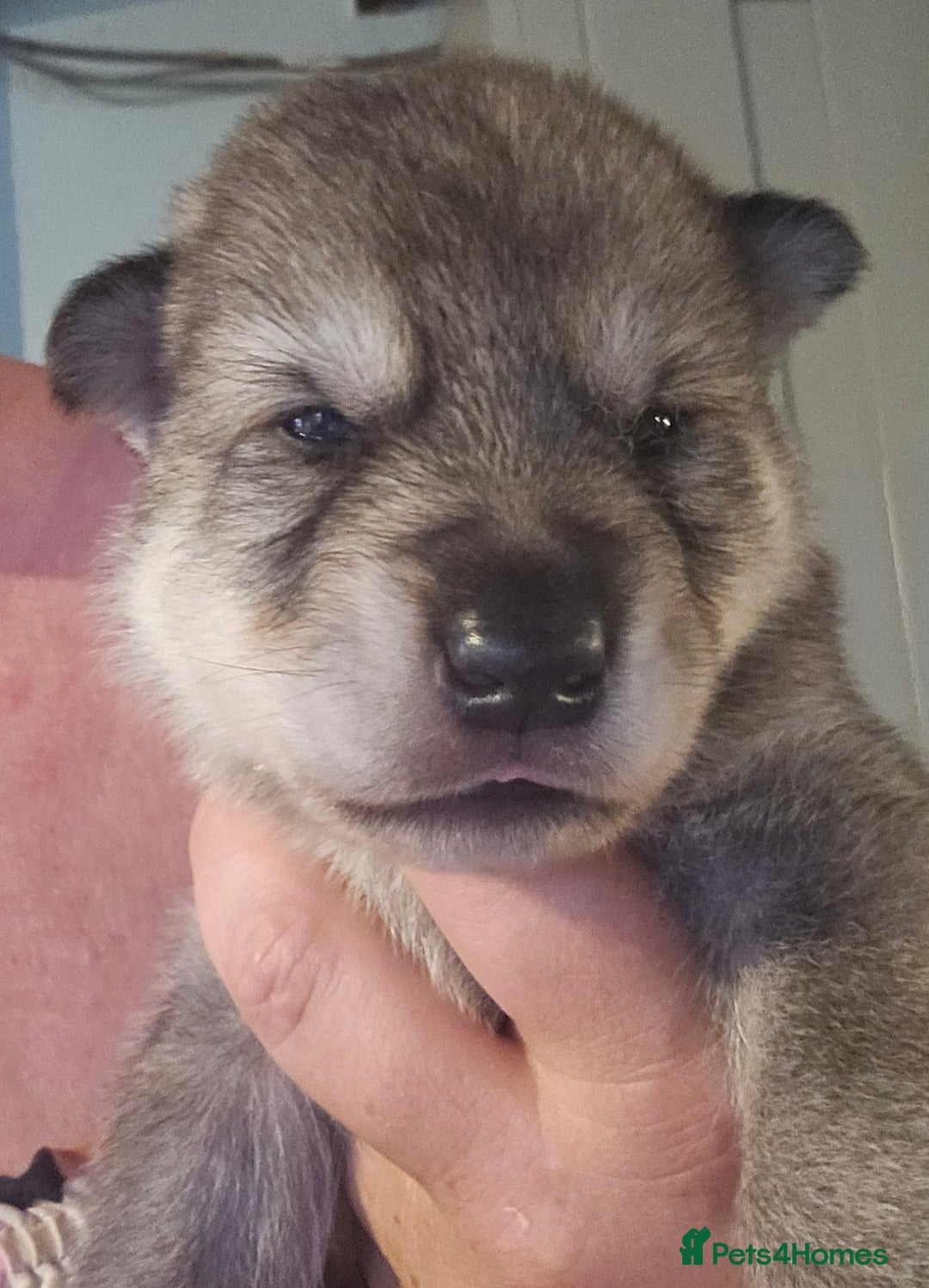 Northern Inuit dogs for sale: Tamaskan Puppies - Image 2