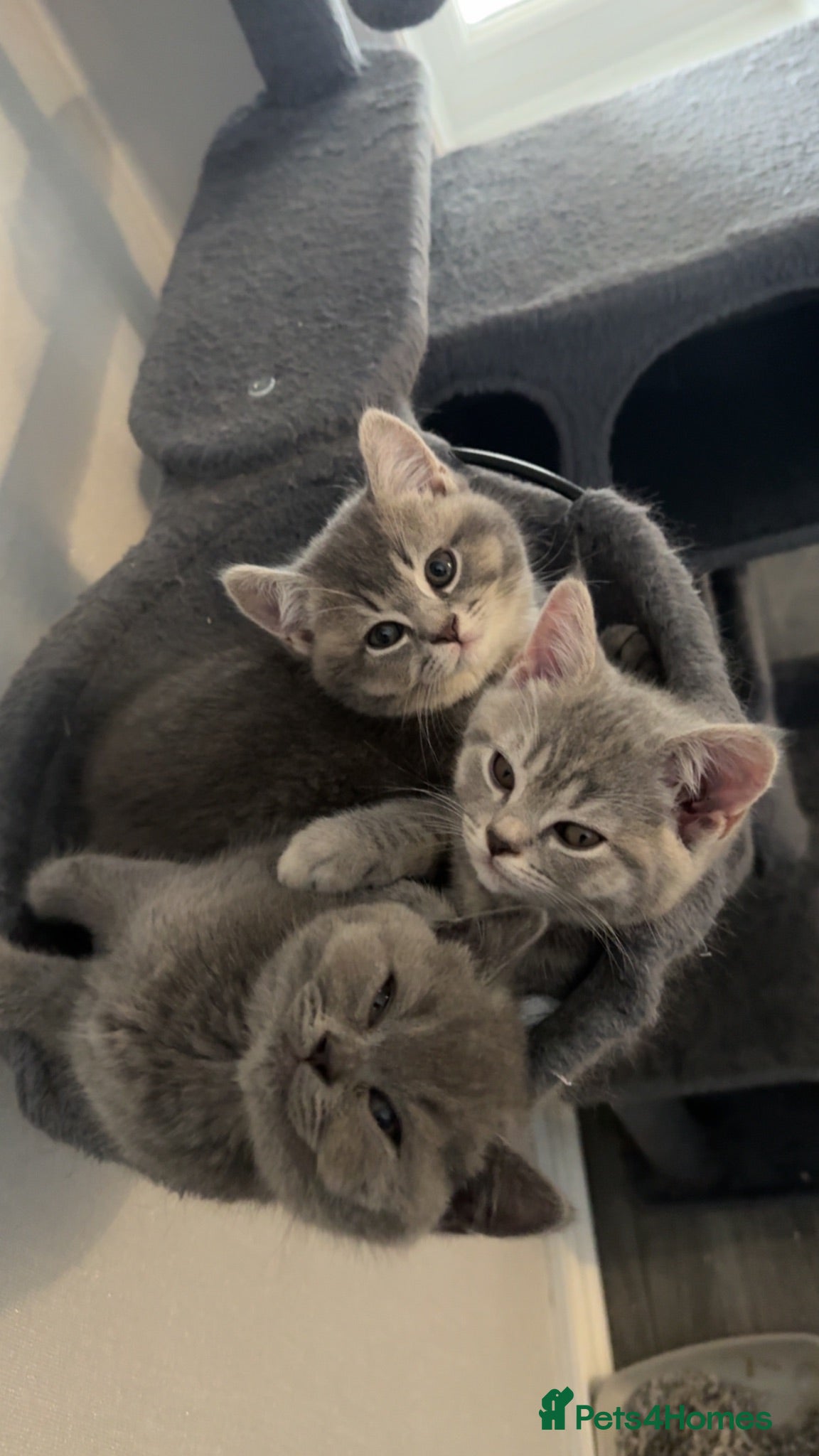 British Shorthair cats British Shorthair Kittens- Ready To Go! - Advert 1