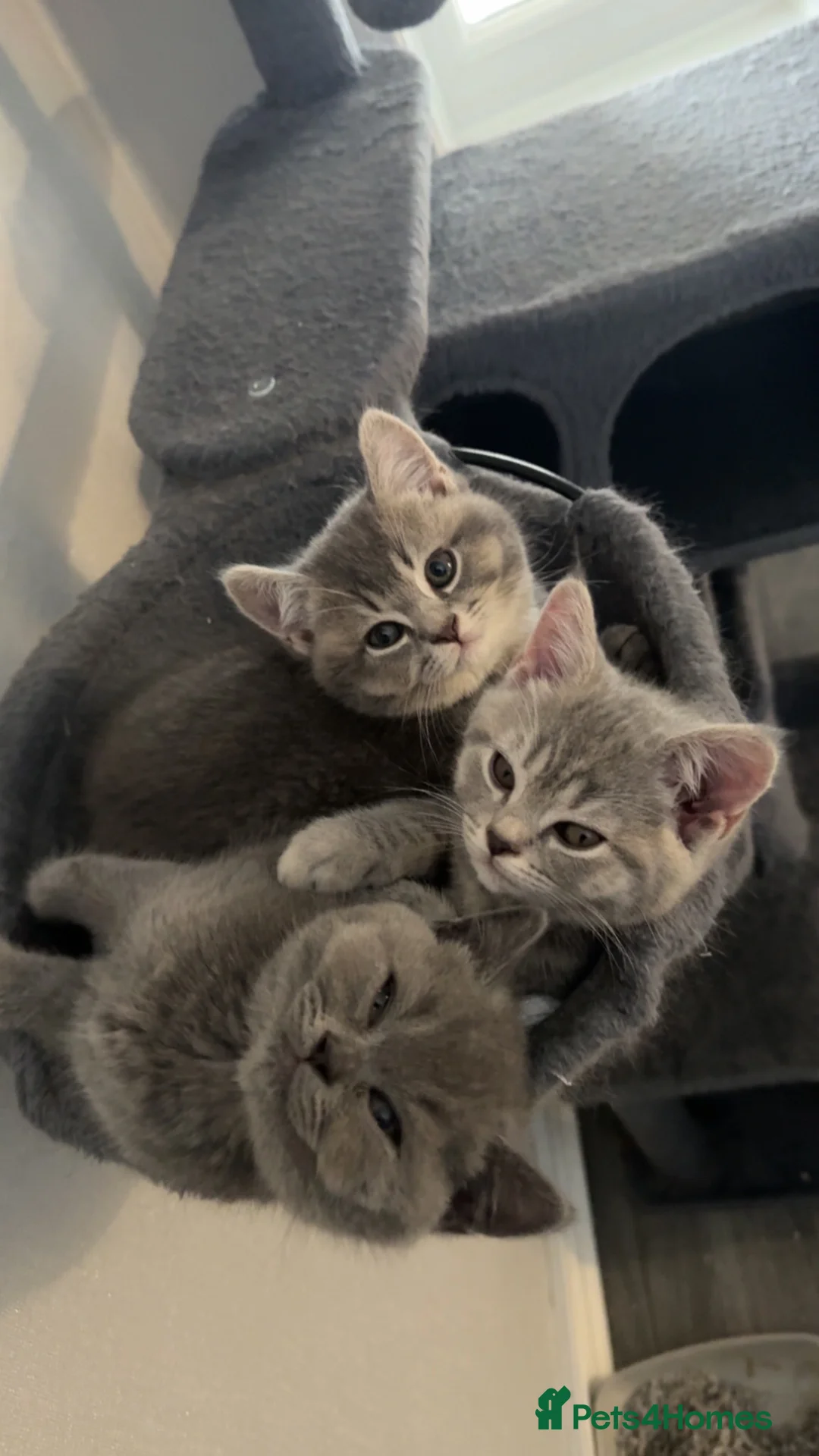 British Shorthair cats for sale: British Shorthair Kittens- Ready To Go! - Advert 1