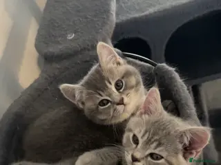 British Shorthair cats British Shorthair Kittens- Ready To Go! - Advert 3
