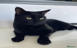 Mixed Breed cats for sale: Loving 4 Year Old Cat Looking for a Forever Home - Image 3