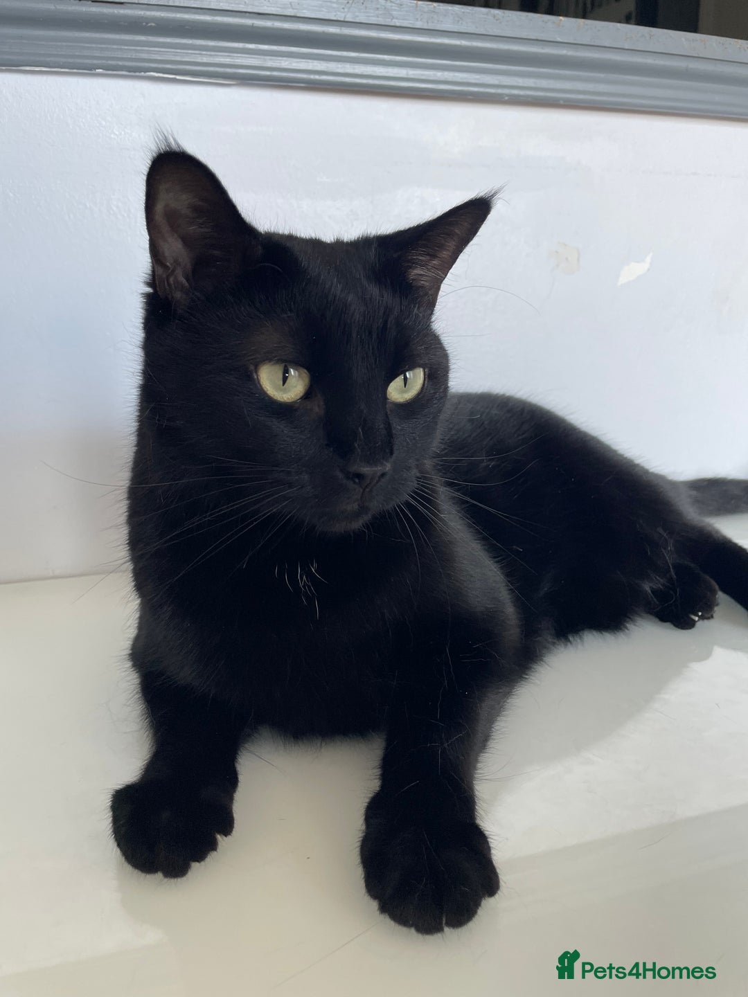 Mixed Breed cats for sale: Loving 4 Year Old Cat Looking for a Forever Home - Image 3