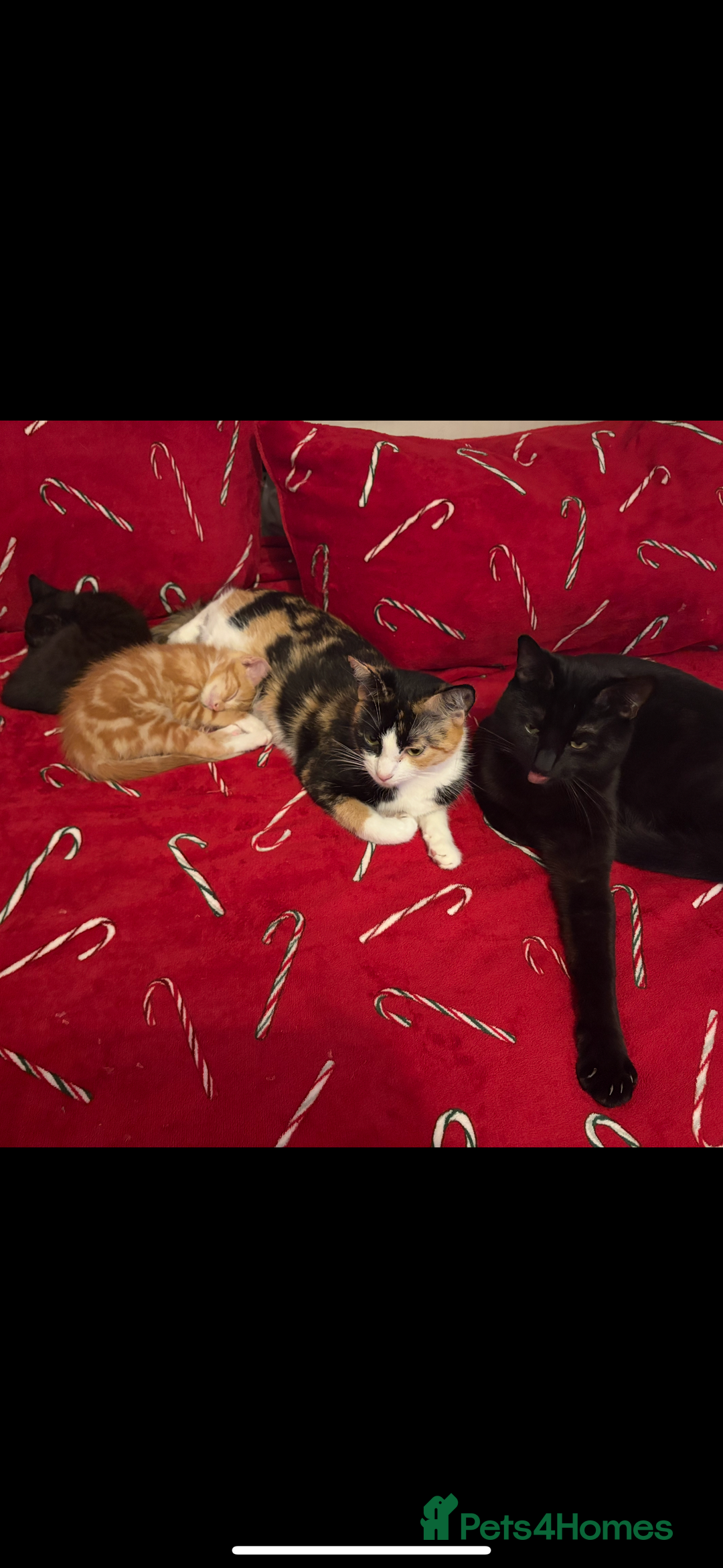 Domestic Shorthair cats for sale: 2 male kittens - Advert 5