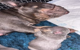 French Bulldog dogs for sale: Kc Reg Micro frenchies for sale - Image 19