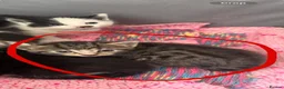Domestic Shorthair cats for sale: Tabby kitten in Leeds - Advert 9