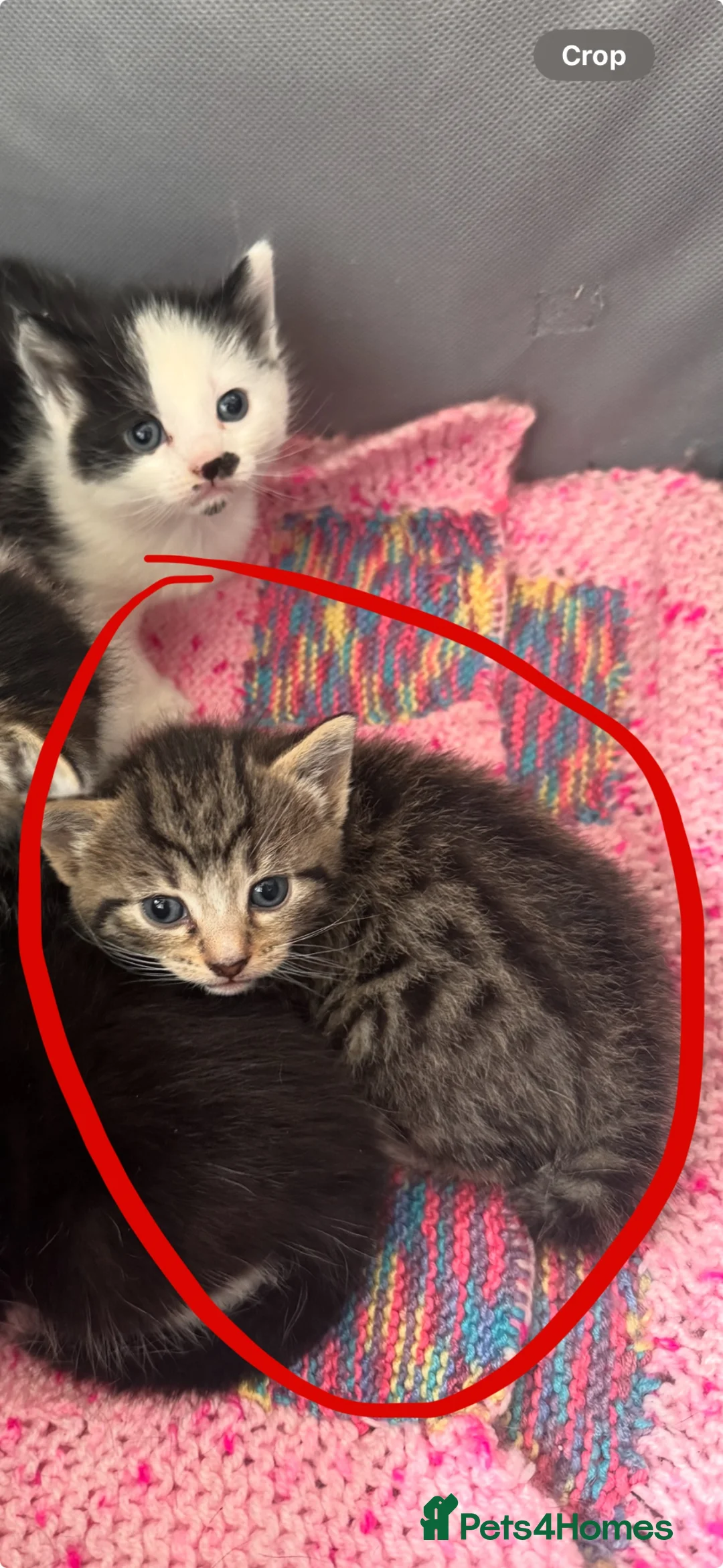 Domestic Shorthair cats for sale: Tabby kitten in Leeds - Advert 9