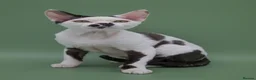 Devon Rex cats for stud: Super amazing boy for stud - Advert 5