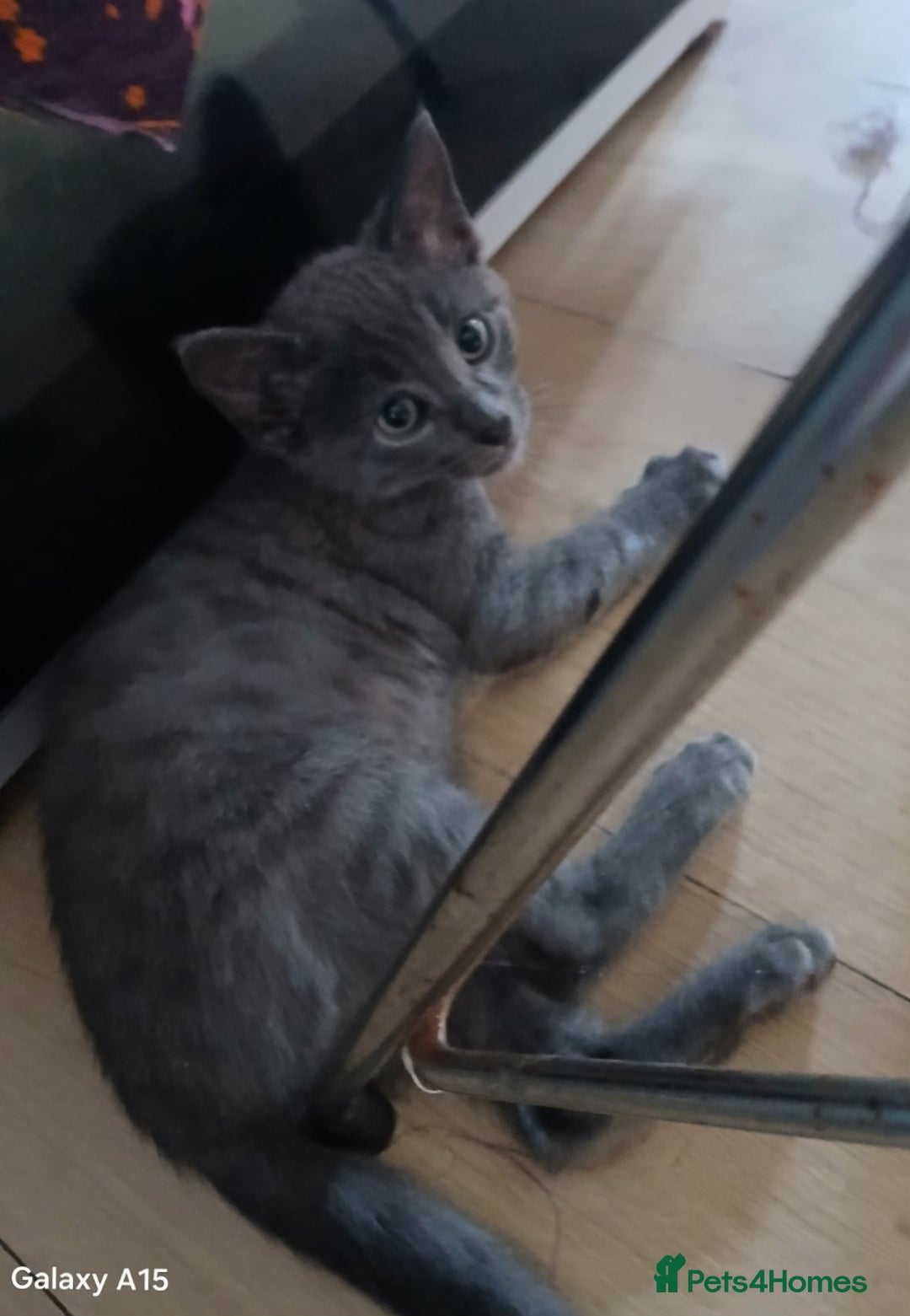 Bengal cats for sale: Bengal kittens very healthy male femal - Image 9