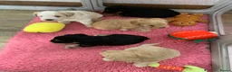 Miniature Schnauzer dogs for sale: 5* Licensed KC Small Miniature Schnauzer Litter  - Advert 17