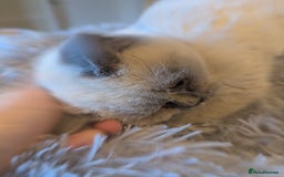 British Shorthair cats for sale: Rare British shorthairs - Image 4