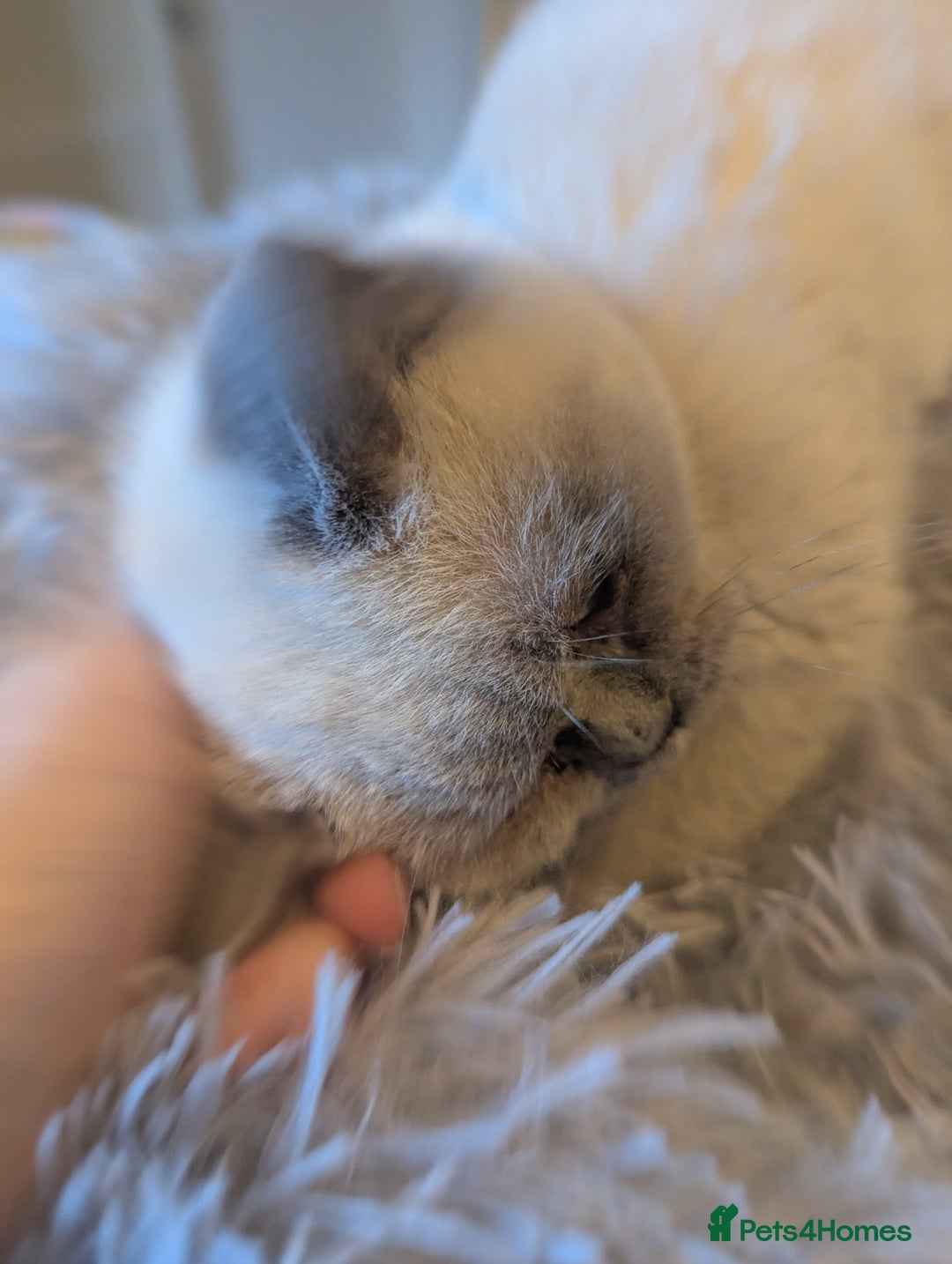 British Shorthair cats for sale: Rare British shorthairs - Image 4