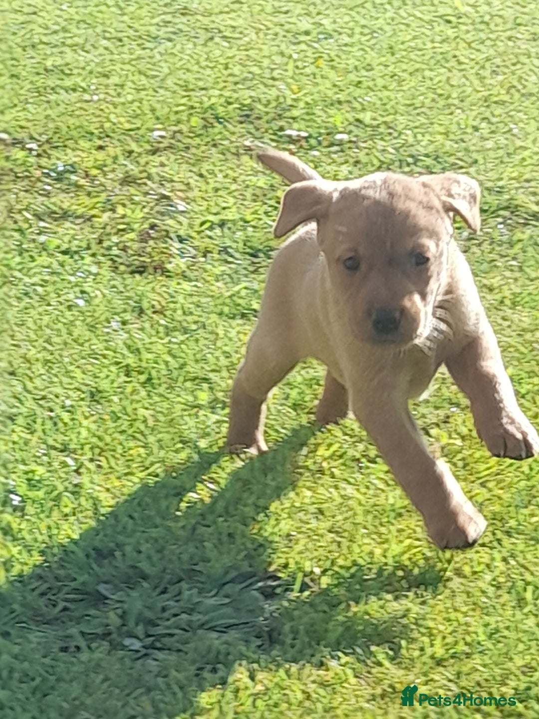 Golden Retriever dogs for sale: Red fox labrador puppy's  - Image 16