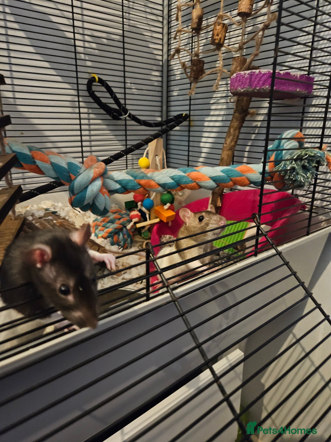 Rat rodents for sale: 2 female rats  - Image 7
