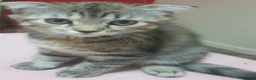 Mixed Breed cats for sale: Boy and girl - Advert 6