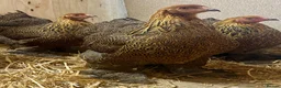 Chickens poultry for sale: Gold Partridge Brahma Bantams - Advert 3