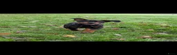 Rottweiler dogs for sale: Beautiful Rottweiler needing the right home ❤️ - Advert 11