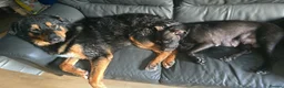 Mixed Breed dogs for sale: Tibetan Mastiff Crossbreed Pups - Advert 26