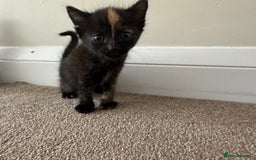 Mixed Breed cats for sale: Mixed litter  - Image 4