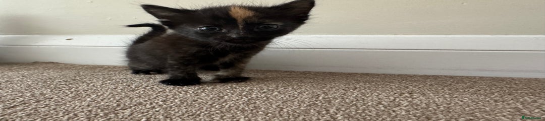 Mixed Breed Kitten 2