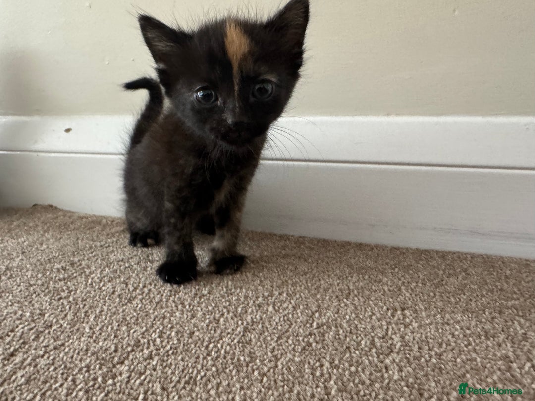 Mixed Breed cats for sale: Mixed litter  - Image 4