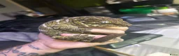 Gecko reptiles for sale: 6x leachianus geckos - Advert 8