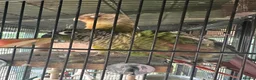 Conures birds for sale: Bonded pair of conures in Woodbridge - Advert 4