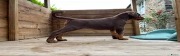 Dobermann dogs for sale: Outstanding KC Health tested Doberman puppies  - Advert 9