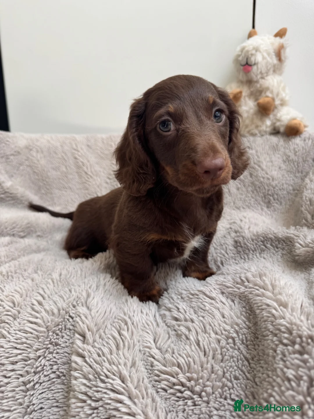 Miniature Dachshund dogs for sale: Miniature dachshund  - Advert 2