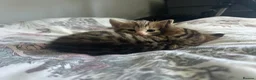 Mixed Breed cats for sale: 5 beautiful kittens ready for amazing homes in Birmingham - Advert 6
