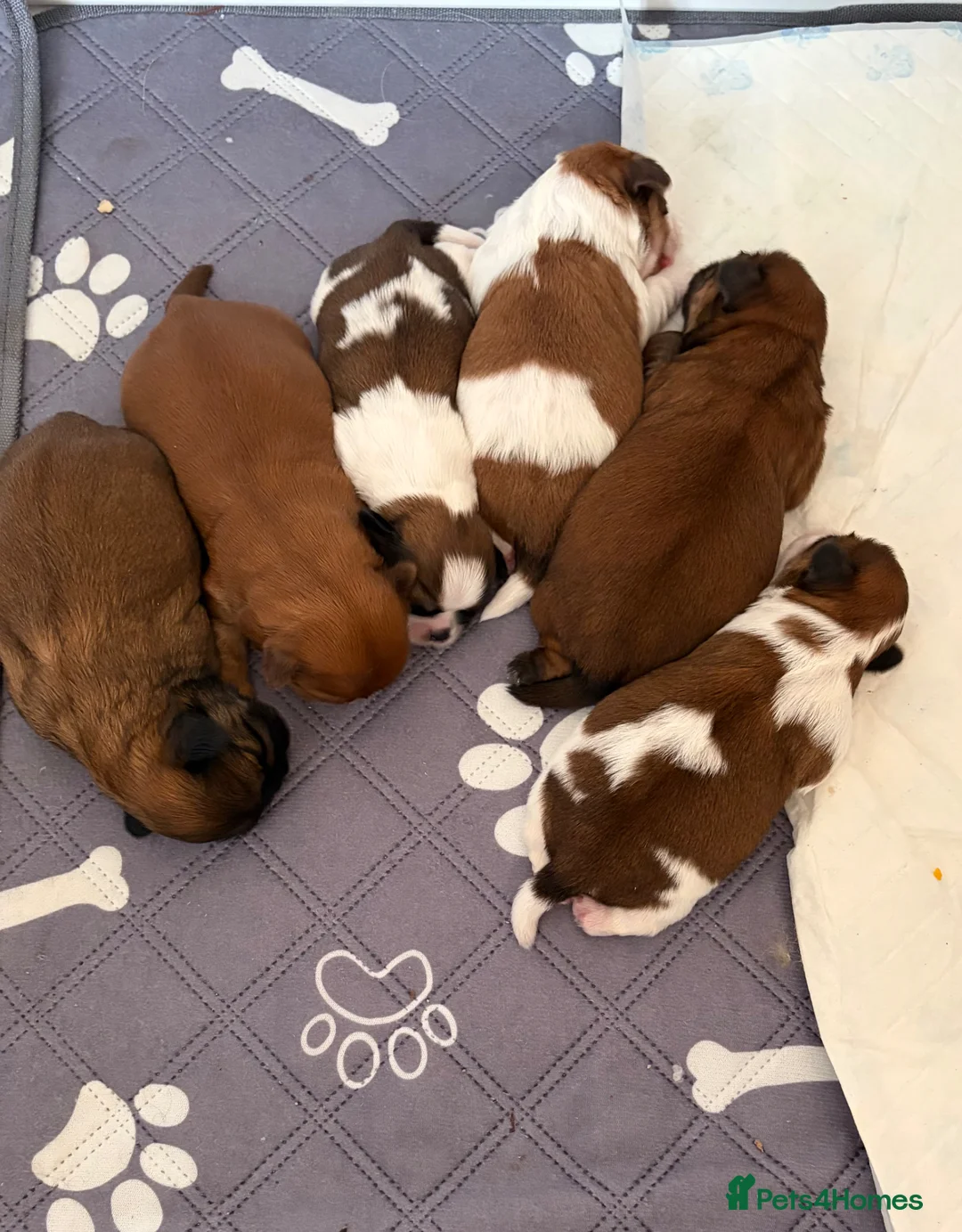 Shih Tzu dogs for sale: Shih Tzu  in Barnsley - Advert 2