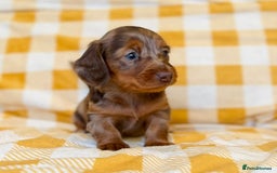 Miniature Dachshund dogs for sale: Long haired dachshund puppie - Advert 1