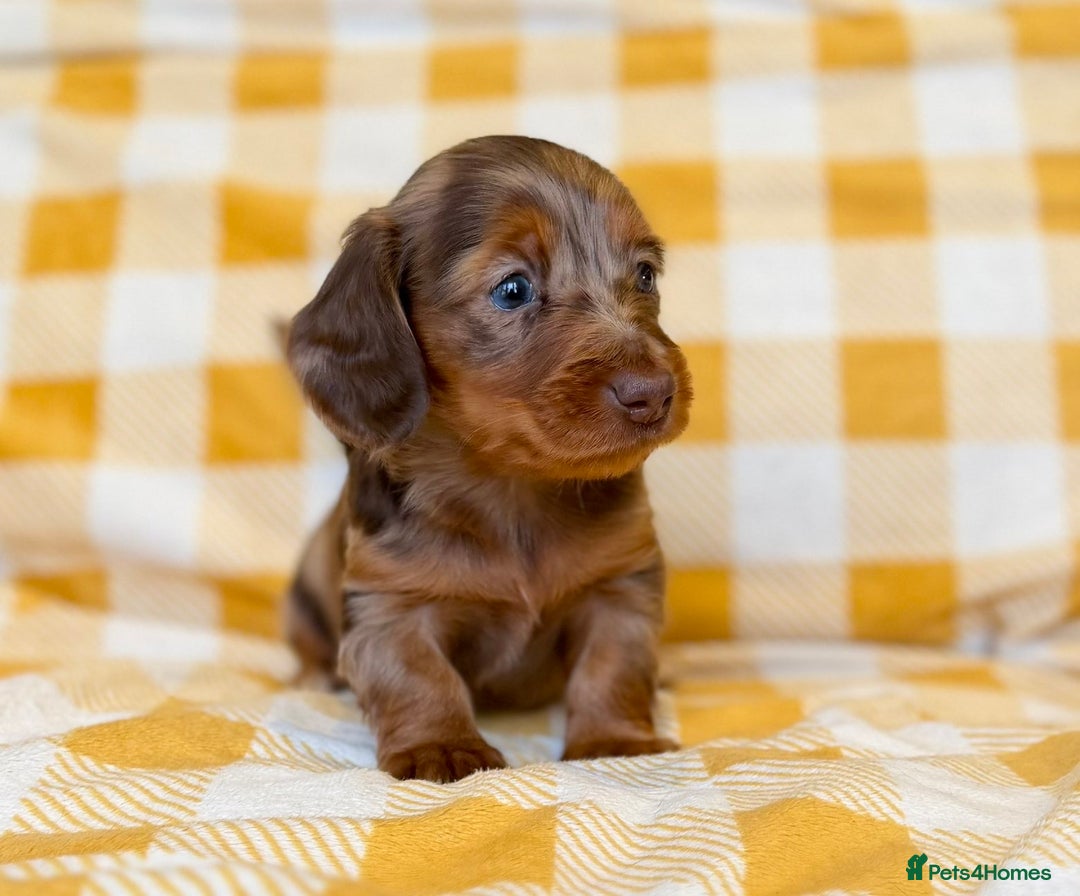 Miniature Dachshund dogs for sale: Long haired dachshund puppie - Advert 1