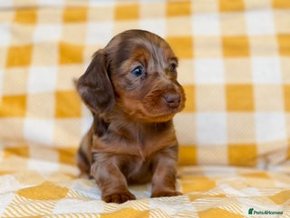 Miniature Dachshund dogs Long haired dachshund puppie - Advert 3